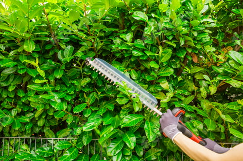 Preview: Garden worker using hedge trimmer to cut the bushes in backyard.