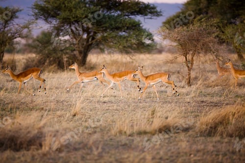 Preview: Gazelles running in Serengeti