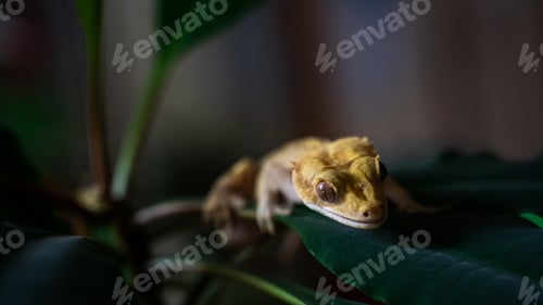 Preview: Close up shot of a cute yellow ciliated banana-eater - a rare species of gecko in a terrarium