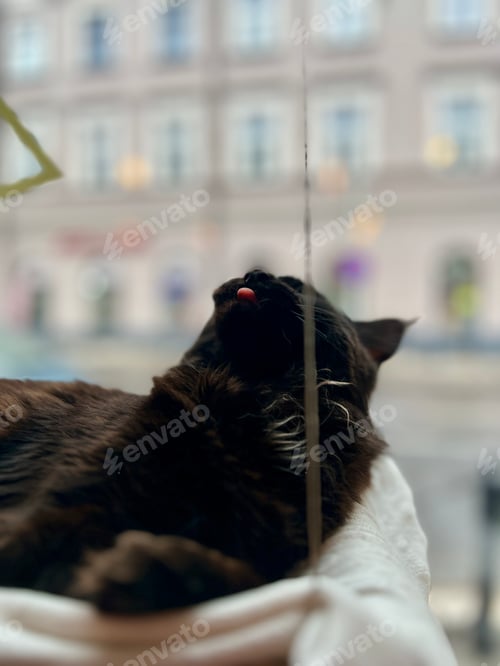 Preview: Black Maine coon sitting on the windowsill and looking at the city.
