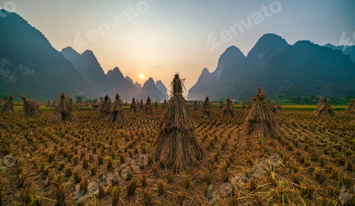 Preview: Straw after harvesting rice in the field at sunrise, Northern of Vietnam