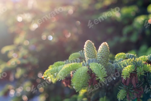 Preview: green branch of Grand fir with vertical young cones In the rays of the sun,natur