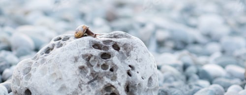 Preview: A small brown snail crawls on the gray stone