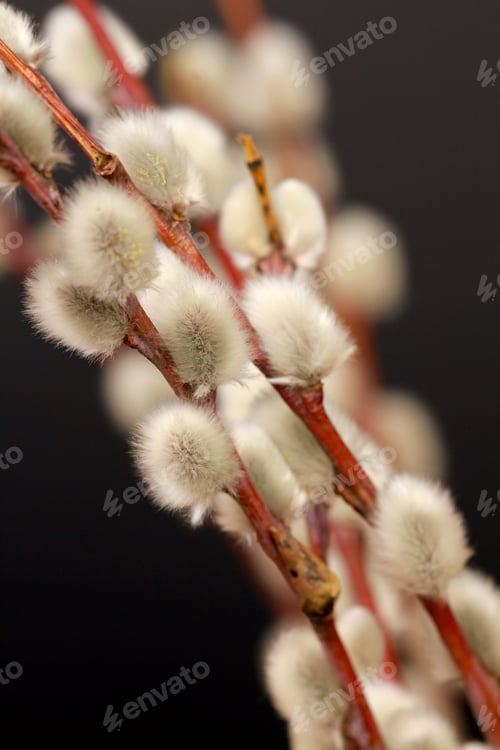 Preview: Vertical closeup shot of fuzzy willow buds