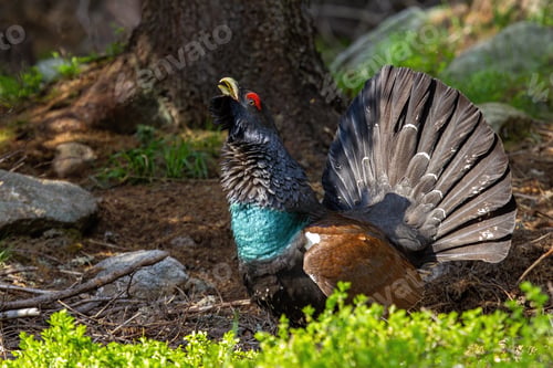 Preview: Majestic male of western capercaillie during morning sunrise in the forest