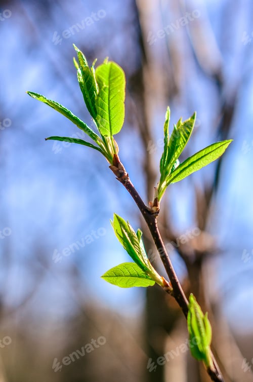 Preview: A branch on which the first green leaves bloom.Spring