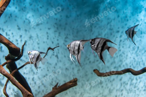 Preview: Group Of Tropical Fish Pterophyllum Scalare Altum Swimming In Aquarium Blue Water.