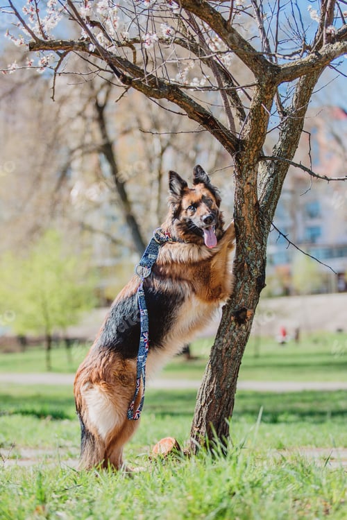 Preview: Portrait of a German shepherd dog. Dog outdoor. Purebred dog.