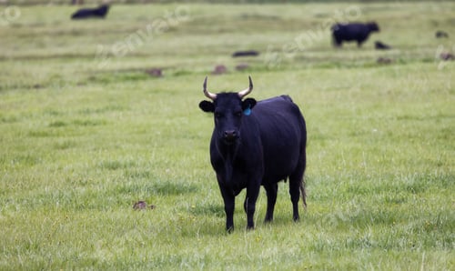 Preview: Bull in a green field with mountain landscape in background.