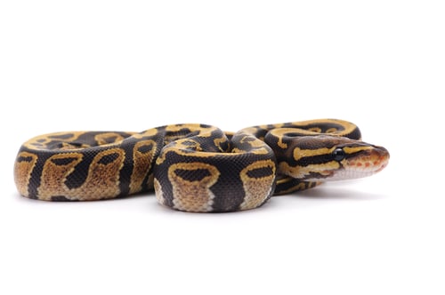 Preview: Snake Ball python isolated on white background
