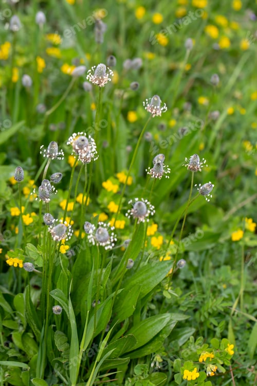 Preview: Wild plant in nature. Scientific name: Plantago lagopus