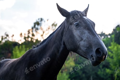Preview: black horse grazing on pasture at sundown in orange sunny beams. Beauty world.