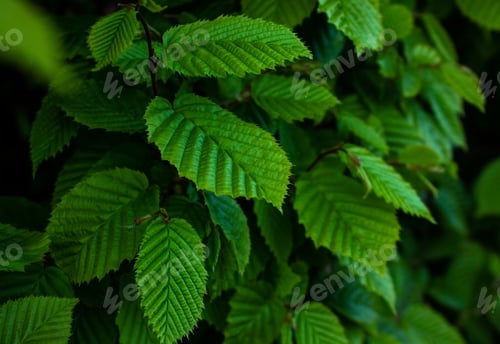 Preview: Close-up of Hornbeam leaves in hedge at spring time background.
