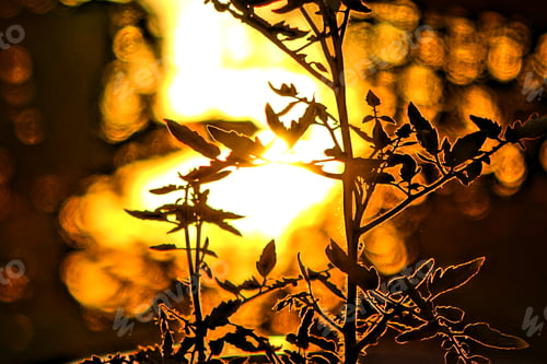 Preview: Closeup shot of the tomato plant with the sunlight in the background at sunset