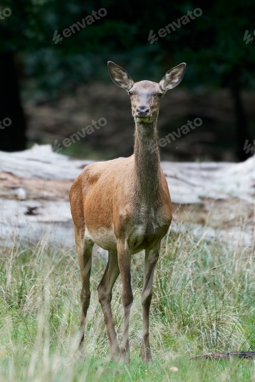 Preview: Red deer (Cervus elaphus)