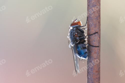 Preview: there is a small blue fly on a stick that looks like a butterfly