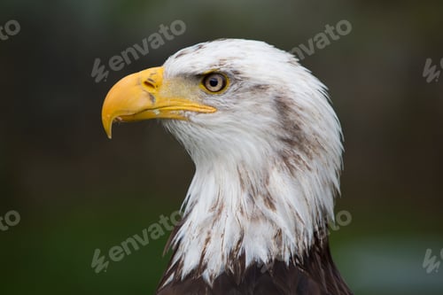 Preview: Closeup of an American Bald Eagle in Ecuador
