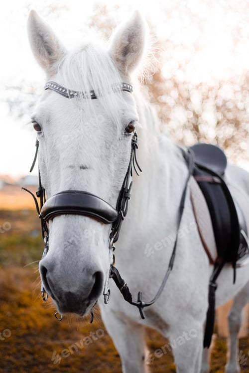 Preview: White horse is standing in the field and eating grass. Evening autumn light bright warm day.