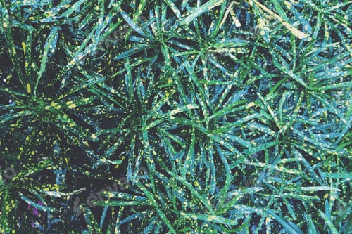 Preview: Perfect green