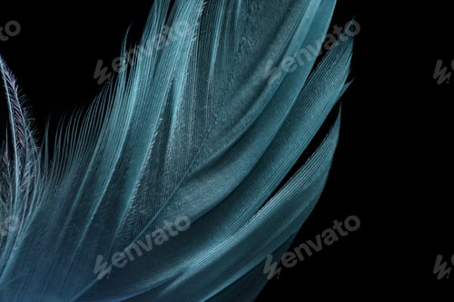 Preview: close up of green lightweight textured feather isolated on black