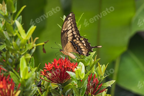 Preview: Papilio machaon