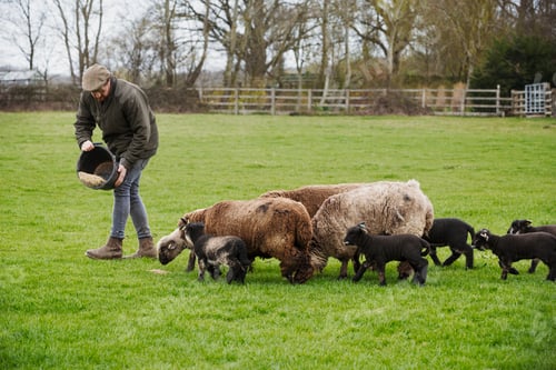 Preview: A group of adult sheep and lambs following a man springking feed on from a bucket onto the ground.