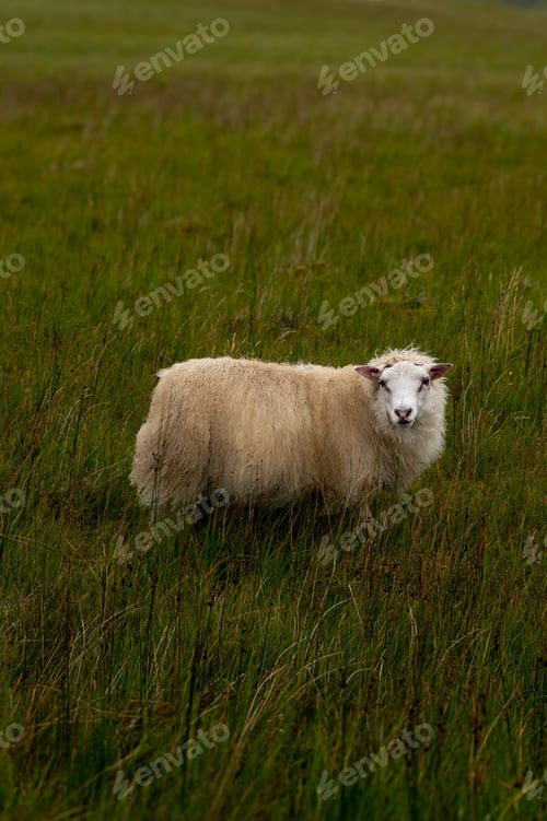 Preview: Hardy Icelandic sheep grazing in the rugged northern landscape