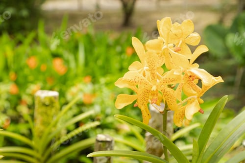 Preview: Orange and pink vanda orchid flower in botanical garden, selective focus, copy space, malaysia