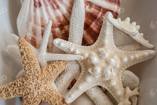 Preview: Close up of seashells and starfishes