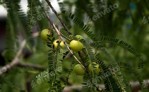 Preview: Goose berries on a bush