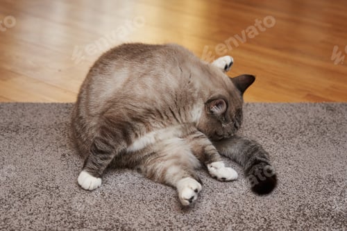 Preview: beautiful cat washes its tail sitting on the floor