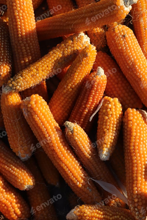 Preview: Dried corns for the winter. Corn background.