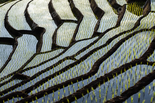 Preview: rice field at Mae Cham Chiangmai Northern Thailand