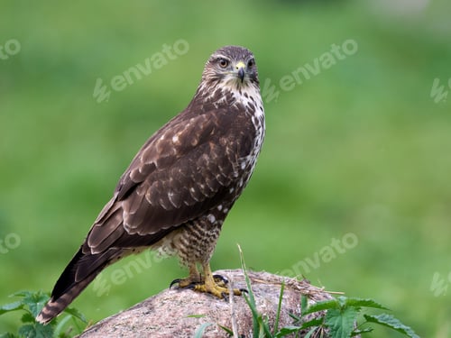 Preview: Common buzzard (Buteo buteo)
