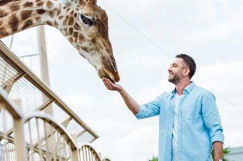 Preview: selective focus of cheerful man feeding giraffe in zoo
