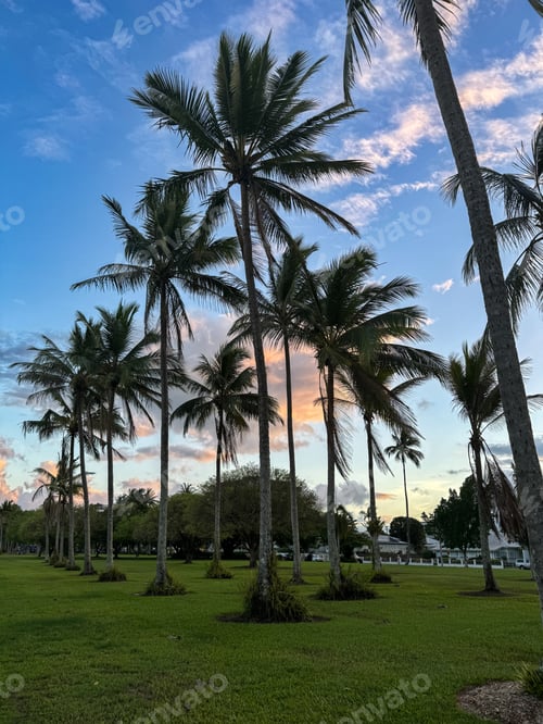 Preview: A row of palm trees are in a park with a blue sky in the background