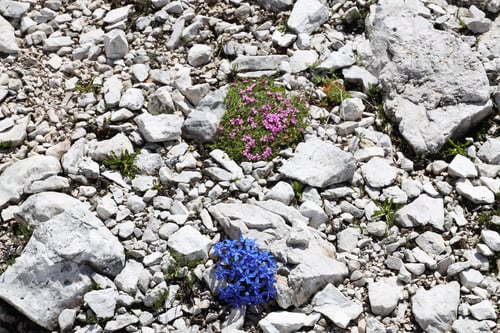 Preview: Colorful flowers on the rocky ground in the sunlight. Fanis group, Dolomites, Italy