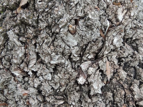 Preview: tree bark close up natural texture