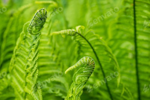 Vista previa: Emerald spirals of delicate fern fronds emerge from the shadowy undergrowth, close-up