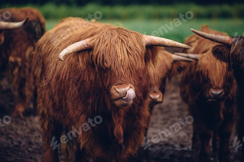 Preview: Closeup shot of a brown bull walking with the herd