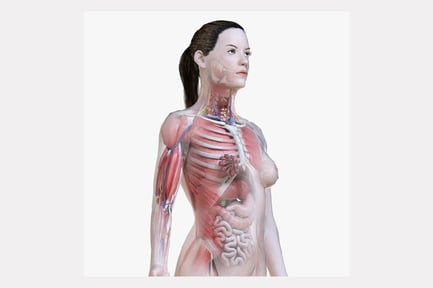 Preview: Full Female Anatomy: Low Poly