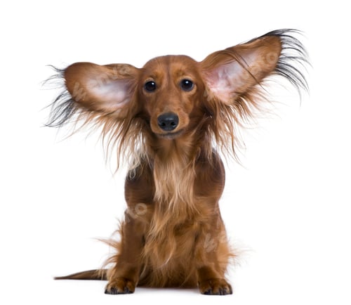 Preview: Dachshund, 2 years old, with ears in the air, in front of white background