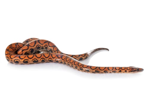Preview: Rainbow boa in studio