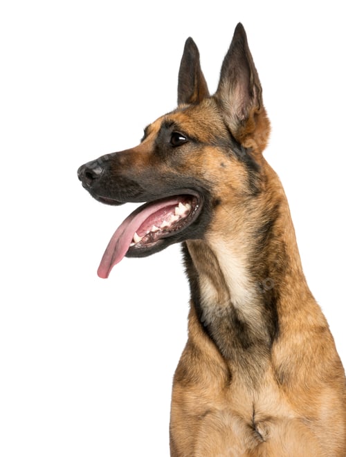 Preview: Close-up of a Belgian Shepherd Dog, 1 year old