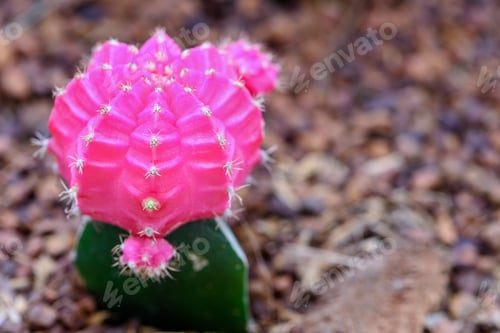Preview: Close up beautiful flower of Moon Cactus