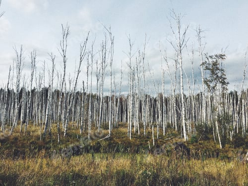Preview: Bleak Marshland Scene with Leafless Birch Trees