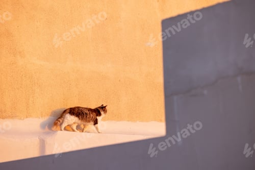 Preview: Cute red cat sitting on the roof and looking at the sunset over the city