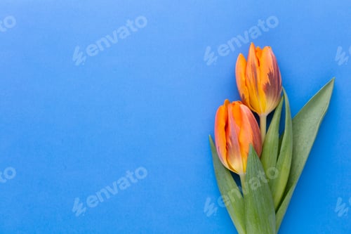 Preview: Two Orange Tulips on a Blue Background
