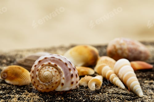 Preview: Different seashells and sand
