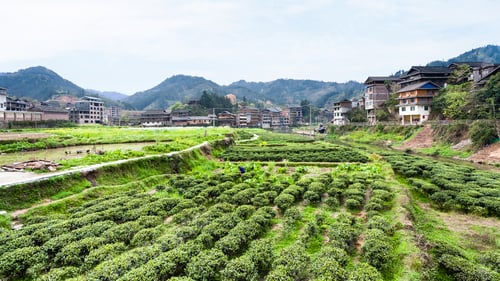 Preview: tea plantations in Chengyang village